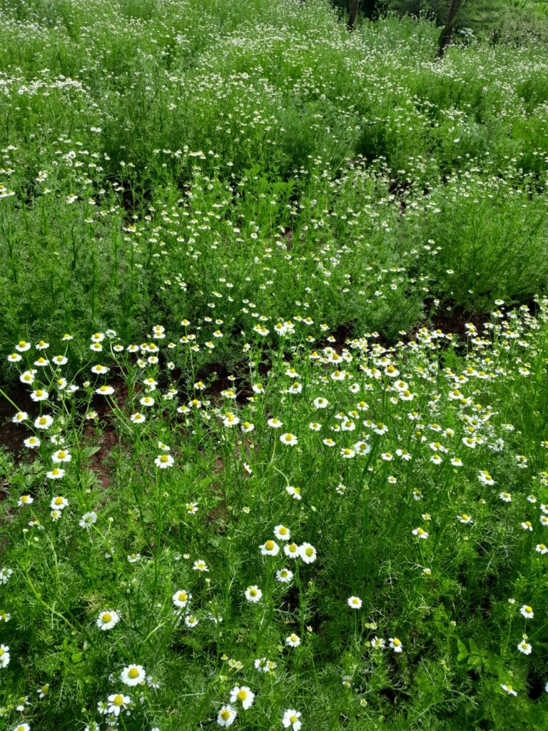 Chamomile Farming in Kenya